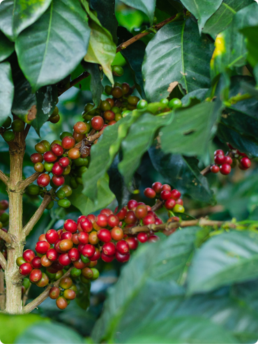 Coffee Fruit Plant