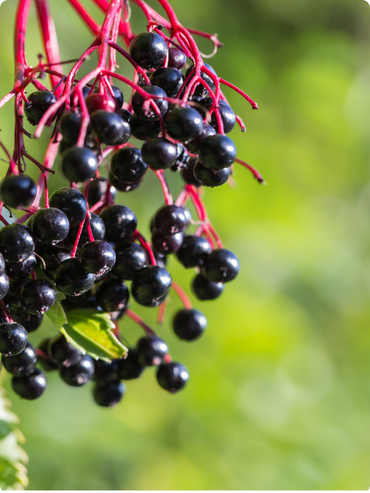 Elderberry
