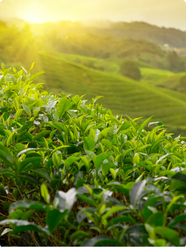 Guayusa Tea Leaf Extract